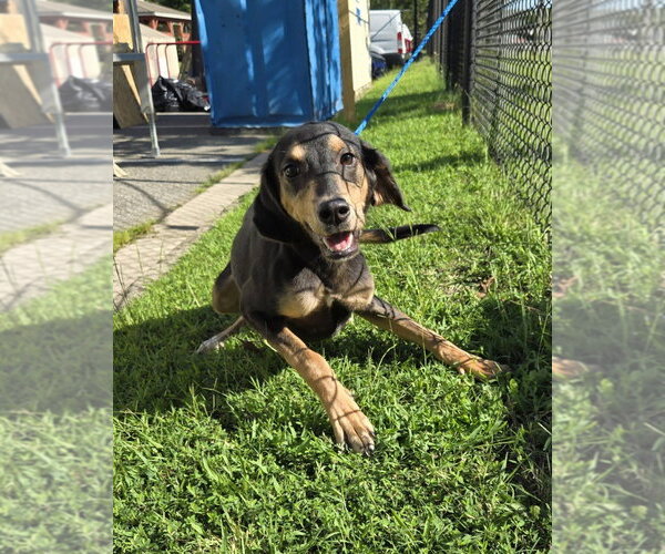 Medium Photo #1 American Foxhound-Unknown Mix Puppy For Sale in Glen Allen, VA, USA