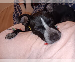Enzo - Male Mutt Dog for Adoption - Photo #10