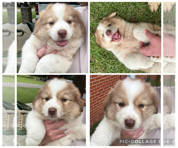 Medium Photo #1 Australian Shepherd Puppy For Sale in OPP, AL, USA