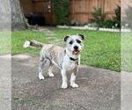 Small #4 Cairn Terrier-Petit Basset Griffon Vendeen Mix