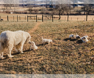 Great Pyrenees Puppy for sale in BERRYVILLE, VA, USA