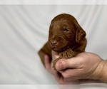 Small Photo #55 Goldendoodle Puppy For Sale in ABILENE, TX, USA