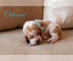 Puppy Osborne Basset Hound