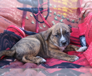 Boxador-Labrador Retriever Mix Puppy for sale in SHILOH, OH, USA