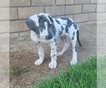 Small #28 Great Dane