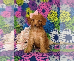 Cock-A-Poo Puppy for sale in KIRKWOOD, PA, USA