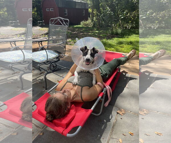 Medium Photo #14 Border Collie-Unknown Mix Puppy For Sale in Oakhurst, NJ, USA