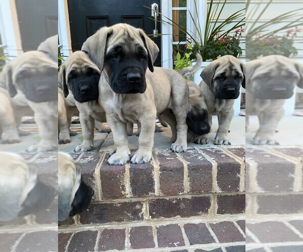 Medium Photo #1 Mastiff Puppy For Sale in CHESAPEAKE, VA, USA