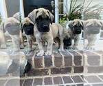 Image preview for Ad Listing. Nickname: Litter of 10