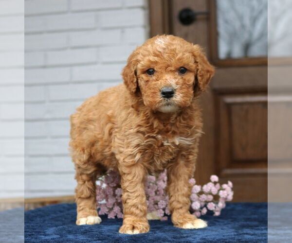 Medium Photo #3 Goldendoodle (Miniature) Puppy For Sale in NARVON, PA, USA