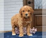 Small #2 Goldendoodle (Miniature)