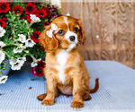 Small #2 Cavalier King Charles Spaniel