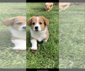 Pembroke Welsh Corgi Puppy for sale in MIDLOTHIAN, TX, USA