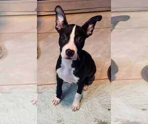 Boston Terrier-Unknown Mix Dogs for adoption in Walnutport, PA, USA
