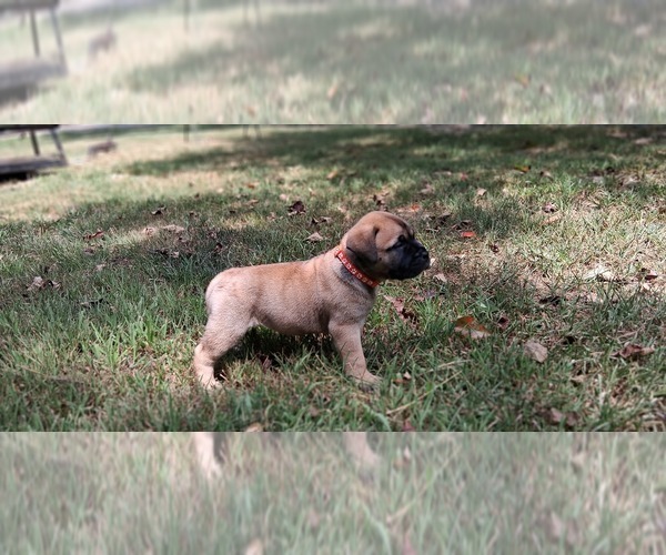Medium Photo #17 Bullmastiff Puppy For Sale in CAMDEN, TN, USA