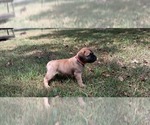 Small #16 Bullmastiff
