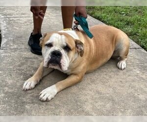 Bulldog-Unknown Mix Dogs for adoption in Houston, TX, USA