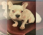 Small #1 American Bulldog Mix