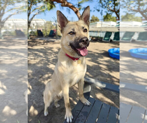 Medium Photo #1 Mutt Puppy For Sale in Seal Beach, CA, USA