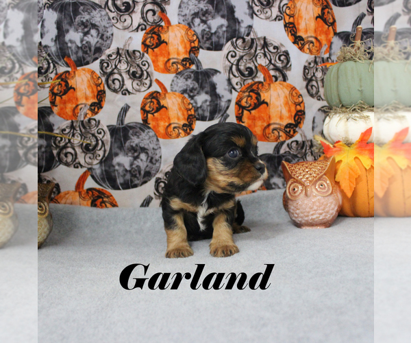 Medium Photo #10 Cavalier King Charles Spaniel Puppy For Sale in CHANUTE, KS, USA