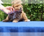 Small #24 Poodle (Toy)