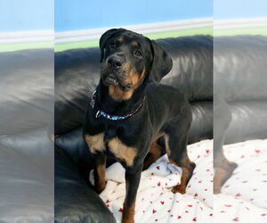 Rottweiler Dogs for adoption in Spring Lake, NJ, USA