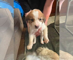 Siberian Husky-Unknown Mix Dogs for adoption in Germantown, OH, USA