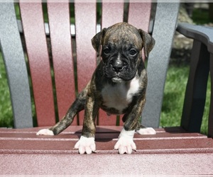 Boxer Puppy for Sale in FREDERICKSBURG, Ohio USA