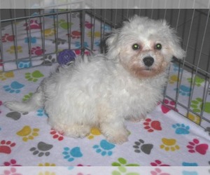 Bichon Frise Puppy for sale in ORO VALLEY, AZ, USA