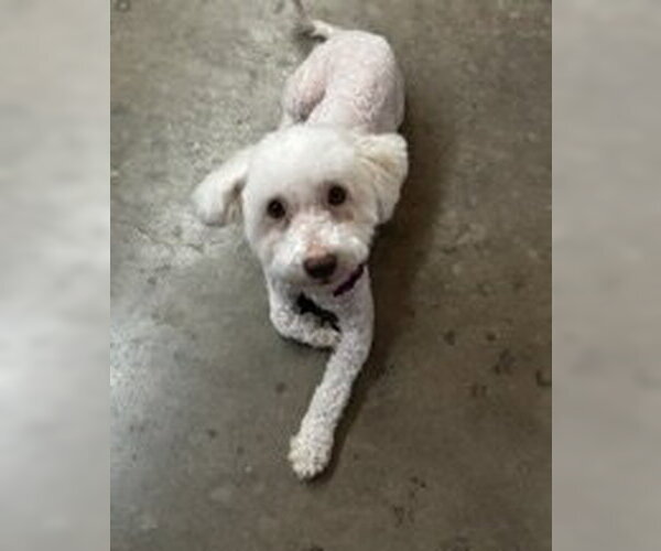 Medium Photo #3 Poodle (Miniature)-Unknown Mix Puppy For Sale in Corona, CA, USA