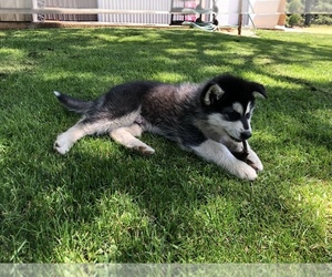 Alusky Puppy for sale in SILVERTON, OR, USA