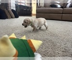 Small #58 Labrador Retriever