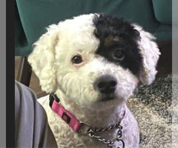 Medium Photo #7 Mutt Puppy For Sale in Lake Forest, CA, USA