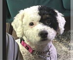 Small #6 Mutt