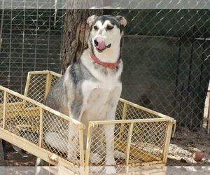 Brandi - Female Siberian Husky-Unknown Mix Dog for Adoption - Photo #8