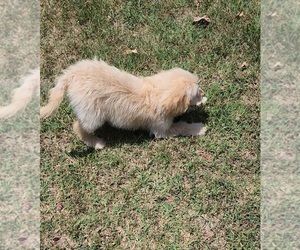 Aussiedoodle-Poodle (Standard) Mix Puppy for sale in RINGGOLD, VA, USA