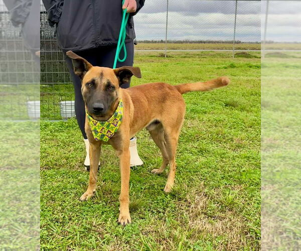 Medium Photo #6 Mutt Puppy For Sale in Abbeville, LA, USA