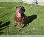 Small #1 Labrador Retriever