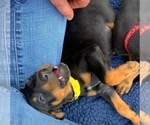 Small Photo #17 Doberman Pinscher Puppy For Sale in MILL SPRING, NC, USA