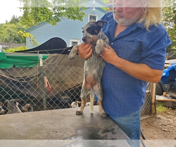 Medium Photo #4 Australian Cattle Dog Puppy For Sale in TOWNSEND, DE, USA