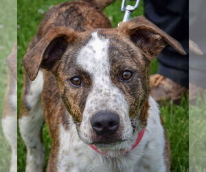 Boxer-Red Heeler Mix Dogs for adoption in Huntley, IL, USA