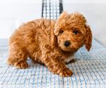 Small Photo #4 Poodle (Toy) Puppy For Sale in WAKARUSA, IN, USA