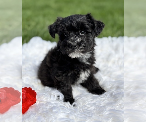 Medium Photo #3 Morkie Puppy For Sale in ROCK STREAM, NY, USA