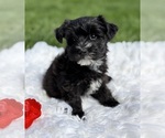 Small Photo #3 Morkie Puppy For Sale in ROCK STREAM, NY, USA