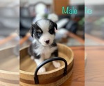 Puppy Puppy 4 Miniature Australian Shepherd