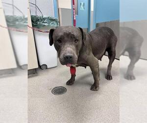 American Pit Bull Terrier-Unknown Mix Dogs for adoption in Las Vegas, NV, USA