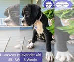 Puppy Lavender Girl Boxer