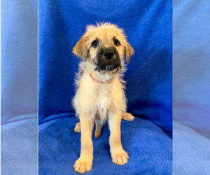 Mutt Dogs for adoption in Menifee, CA, USA