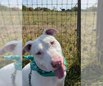 Small #13 American Pit Bull Terrier Mix
