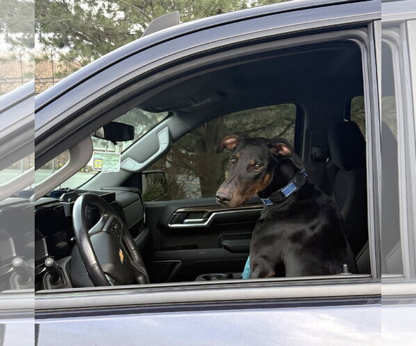Medium Photo #13 Doberman Pinscher Puppy For Sale in Boonton, NJ, USA